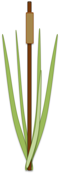 Its Rhizome Is Cattail S - Png Images Of Manyplants (211x607)