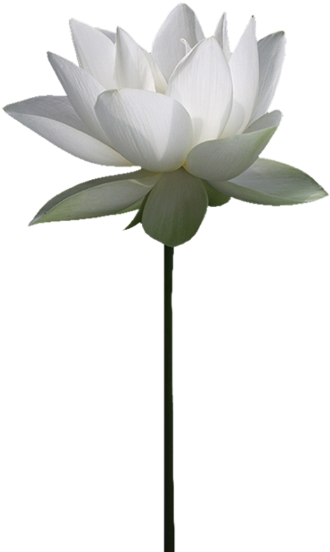 Nelumbo Nucifera File Hosting Service Water Lily Clip - Nelumbo Nucifera File Hosting Service Water Lily Clip (491x800)