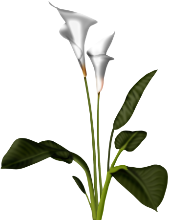 Free Lily Clipart Public Domain Flower Clip Art Image - Calla Flower Png (346x450)