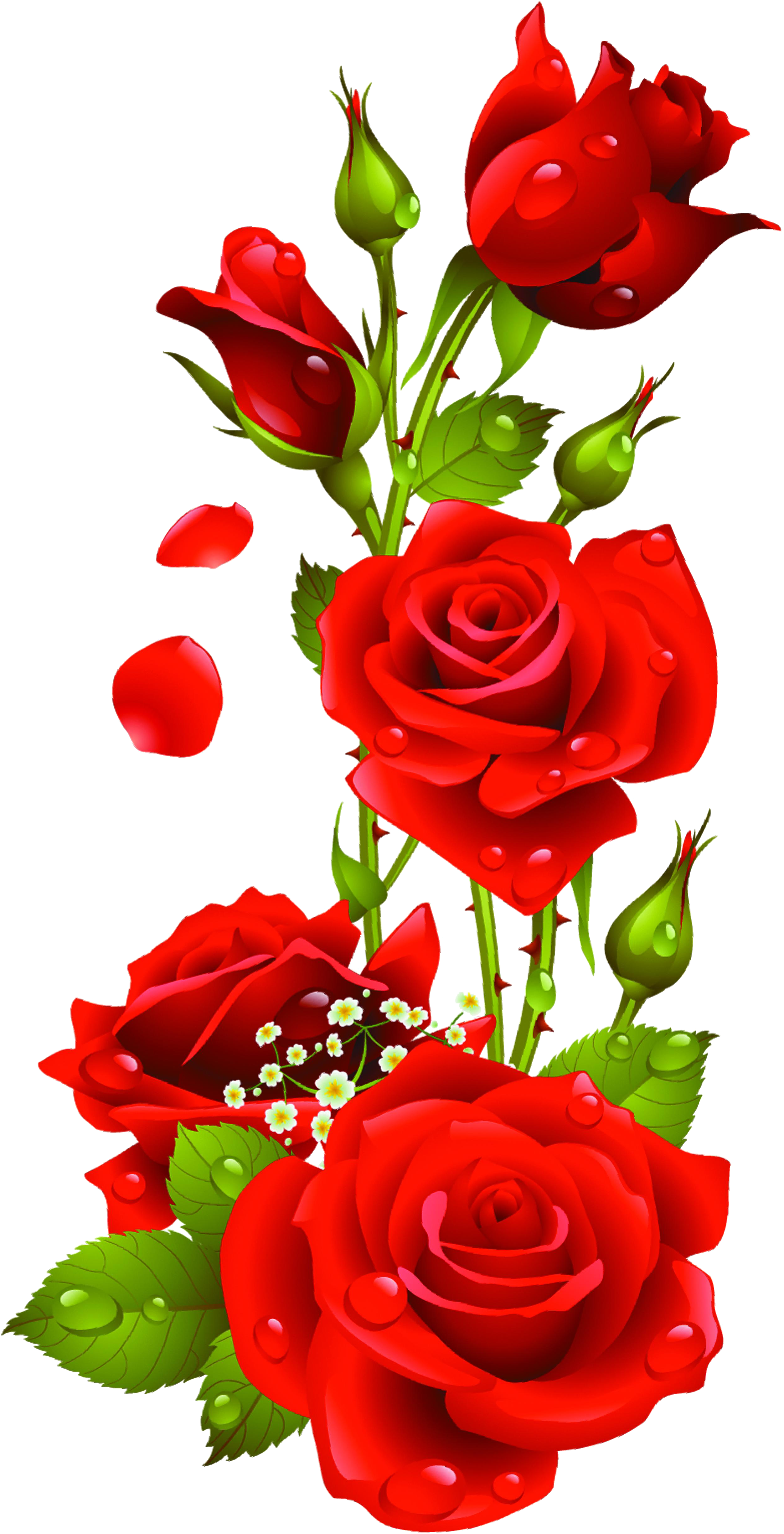 Red Roses Vector, Kyrmyzy Gul Png Resimler, Png Kyrmyzy - Rose Png (2503x4930)