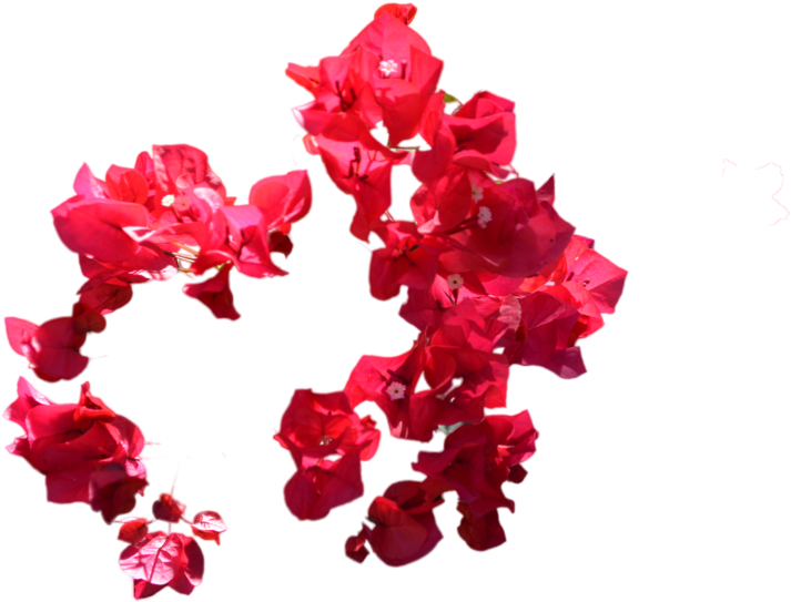 Circle Of Red Flowers Stock- Png File By Annamae22 - Bougainvillea (1024x678)