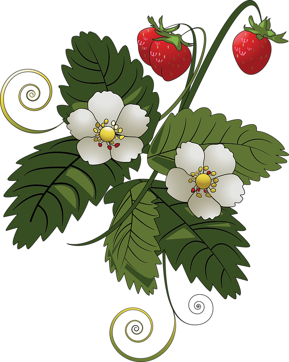 Blackberry Vine Cliparts 22, - Strawberry Tree Clip Art (576x720)
