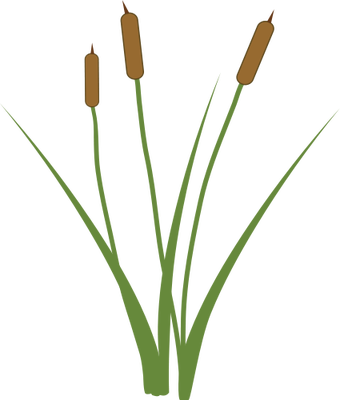 Ian Symbol Typha Xglauca - Grass (340x400)