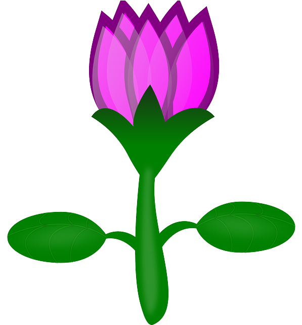 Lotus, Flower, Pink, Plant, Water - Cartoon Flowers No Background (604x640)