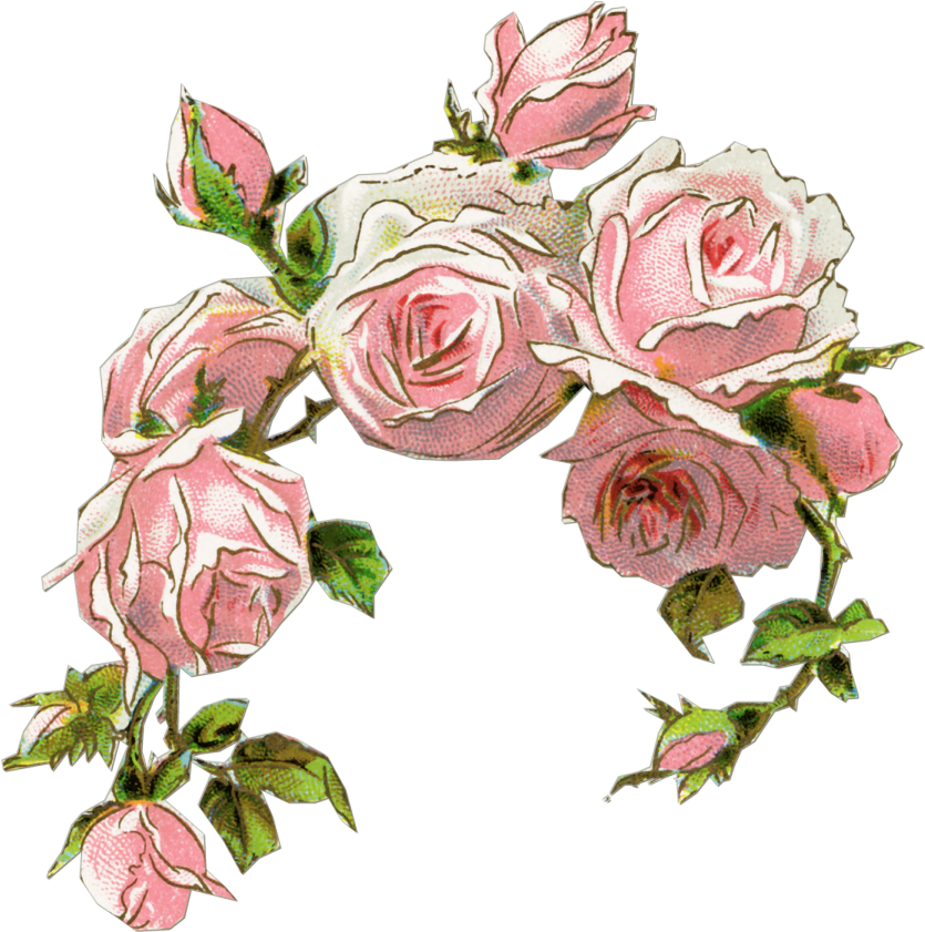 Pink Roses Old Design Shop - Old Design Shop (860x910)