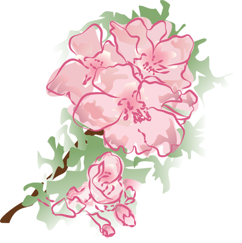 Decoration Flower Vector Illustration - Pink Peonies Clip Art (499x500)