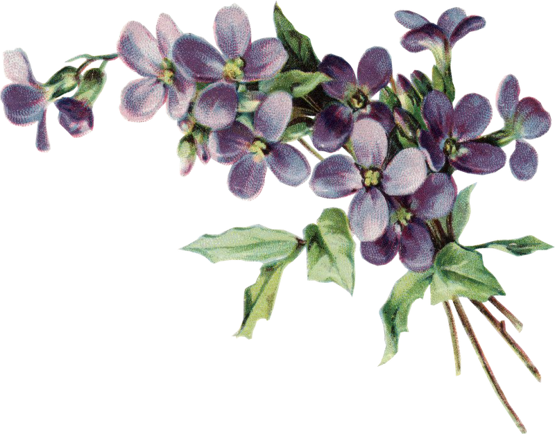 Flower Backgroundsflower Vintagefaux Flowerspansiesvintage - Vintage Violet Drawing (800x626)