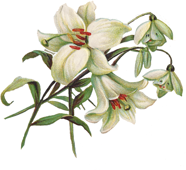 Lily Png Transparent Image - Vintage Lily Png (621x568)