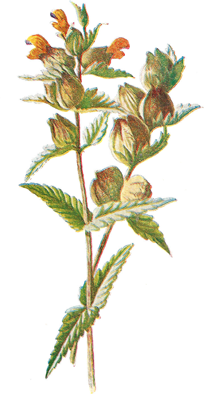Free Digital Flower Clip Art - Print Yellow Rattle Botanical Fine Art C1883 Editorial (890x1600)