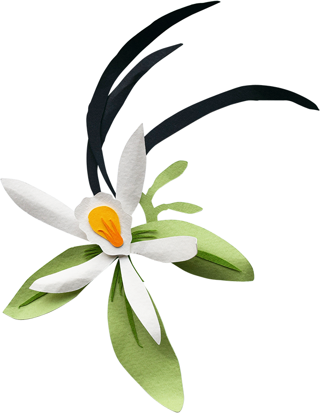 Vanilla - Bird Of Paradise (646x834)