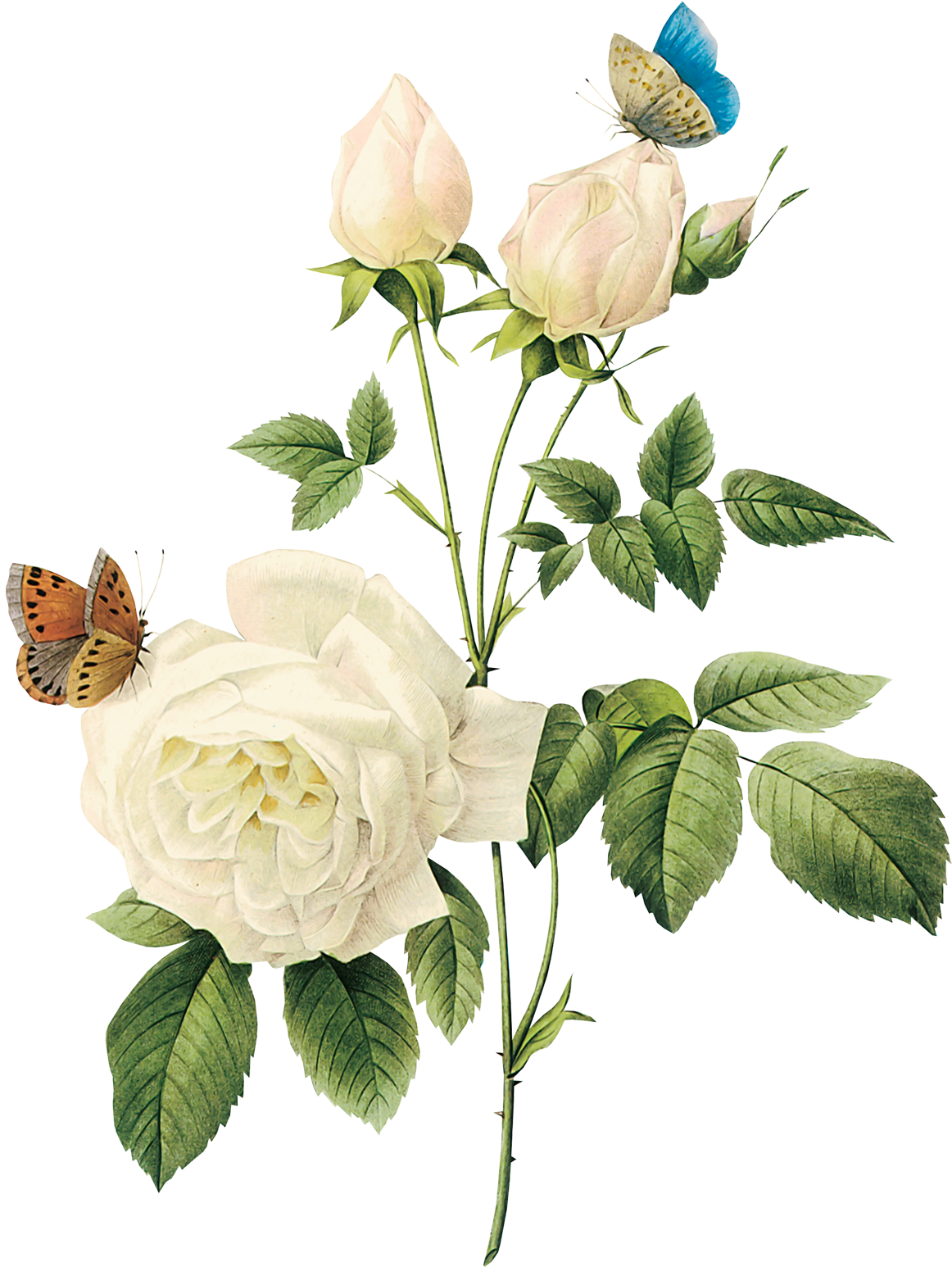 Vintage Flower Clipart Rose Garden - White Rose Png (1200x1603)