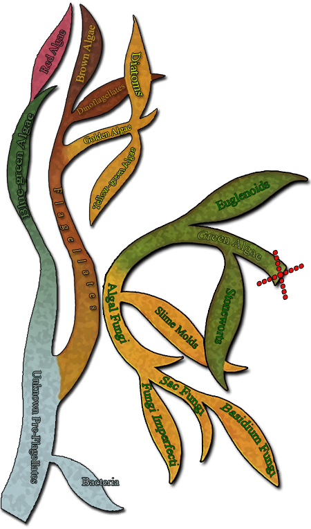 In The First Aquatic Plants, Tissues For Support And - Thallophytes (450x764)