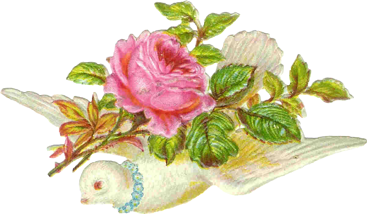 Vintage Flower Clipart Vintage Bird - Dove With Pink Rose (1491x1038)