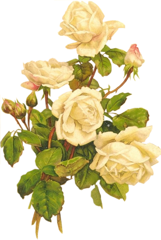 Yellow Roses Bumblebee - Vintage White Rose Png (569x884)