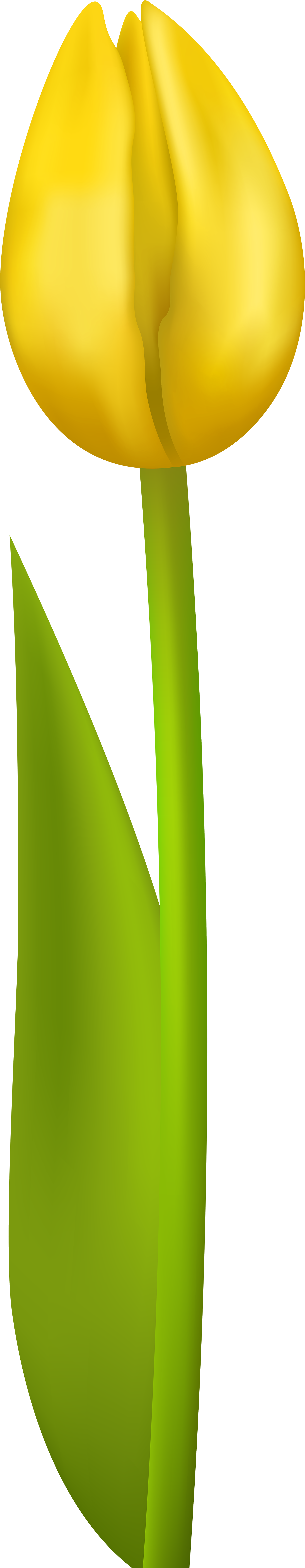 Tulip Transparent Clip Art Image - Yellow Tulip Png (2547x8000)