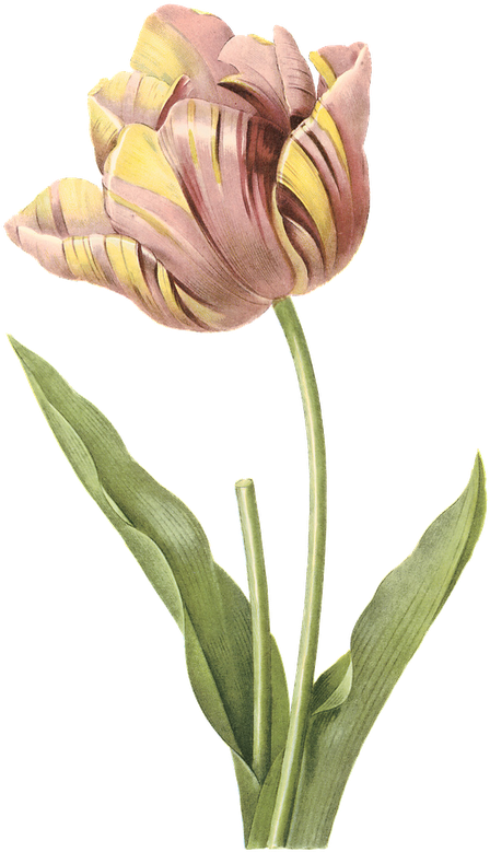 Zibi Vintage Scrap - Tulip Illustration (469x800)