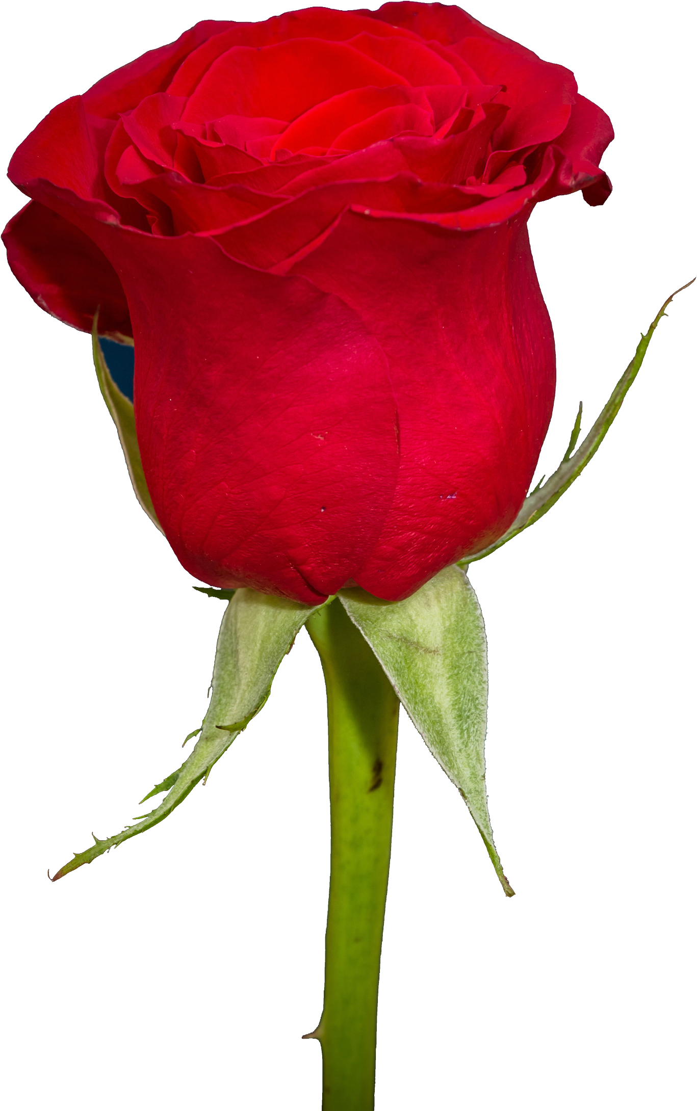 Free Rose Png Transparent Image - Red Rose Png Hd (1600x2337)