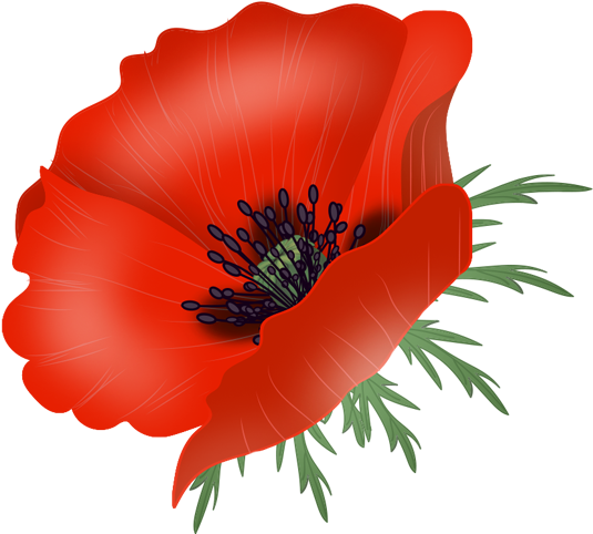 Poppy Flowers, Vector - Portable Network Graphics (534x505)