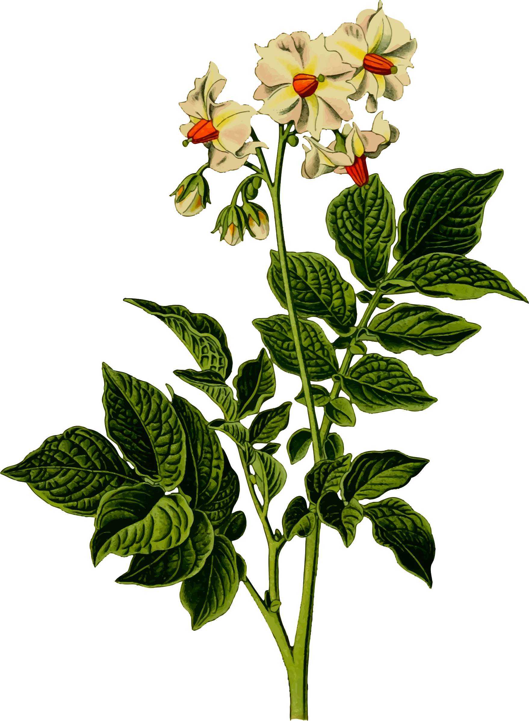 Free Photos > Public Domain Images > Potato Plant Flowers - Potato Plant Png (1758x2396)