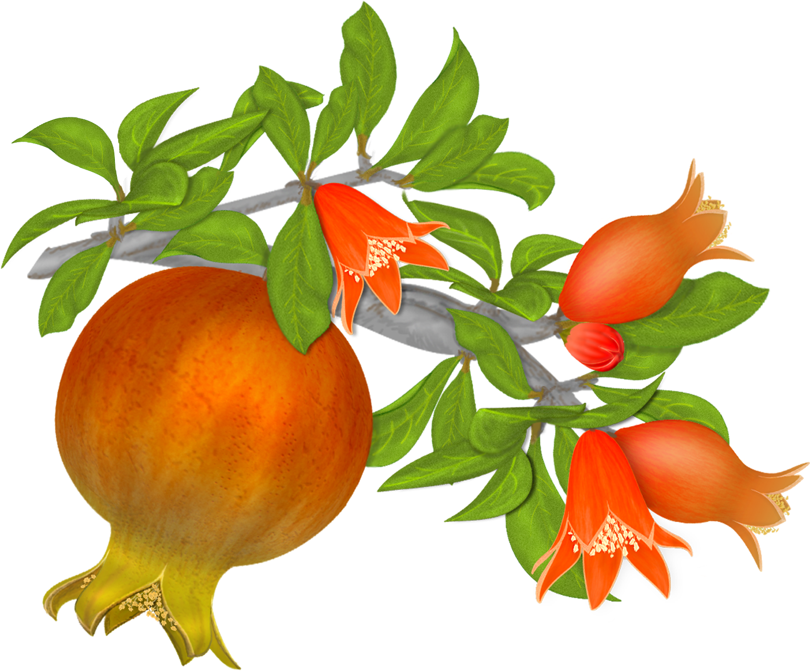 Free Pomegranates Vector Png - Pomegranate Vector Png (1801x1443)