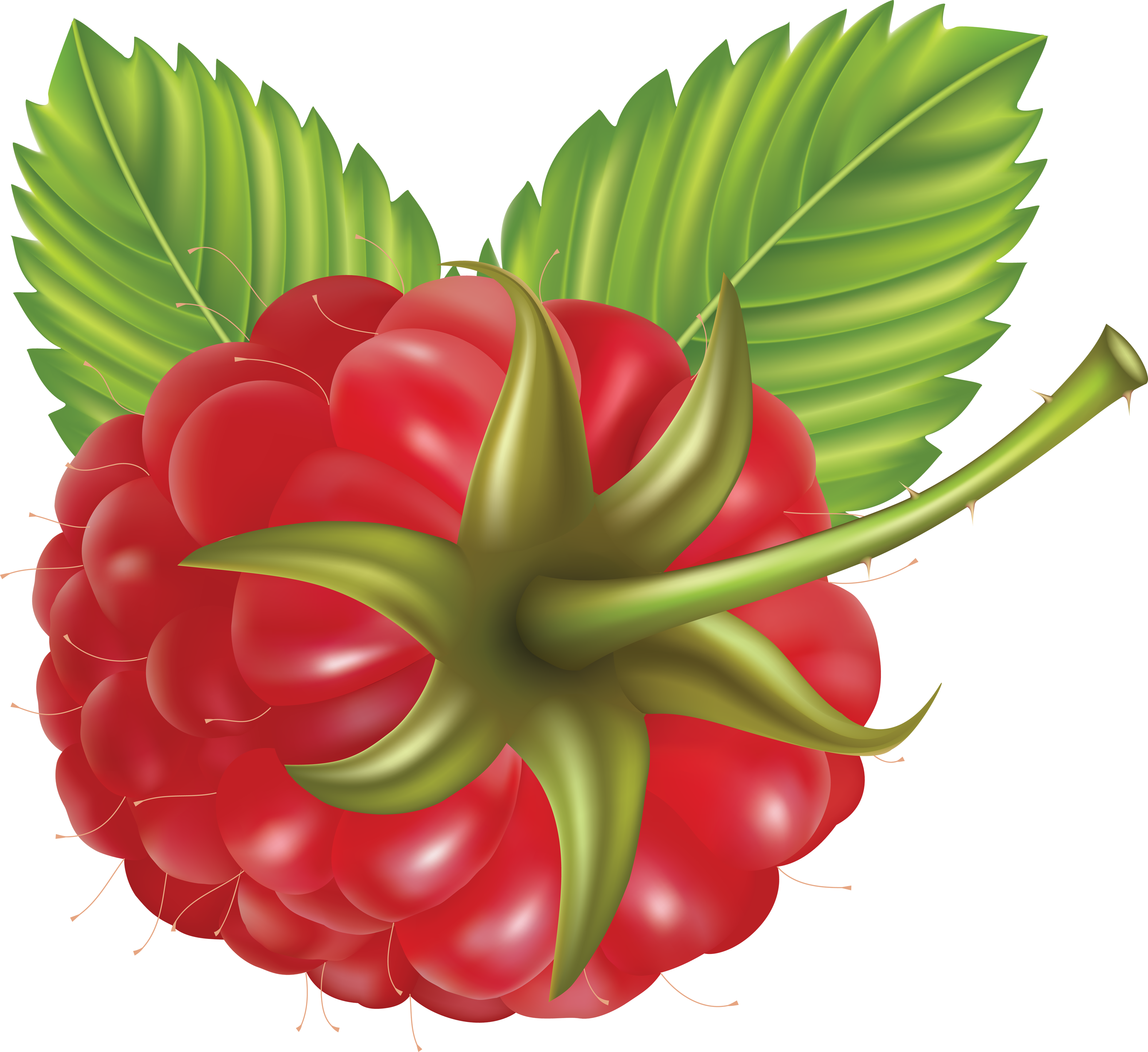 Large Raspberry Transparent Png - Vector (3512x3218)