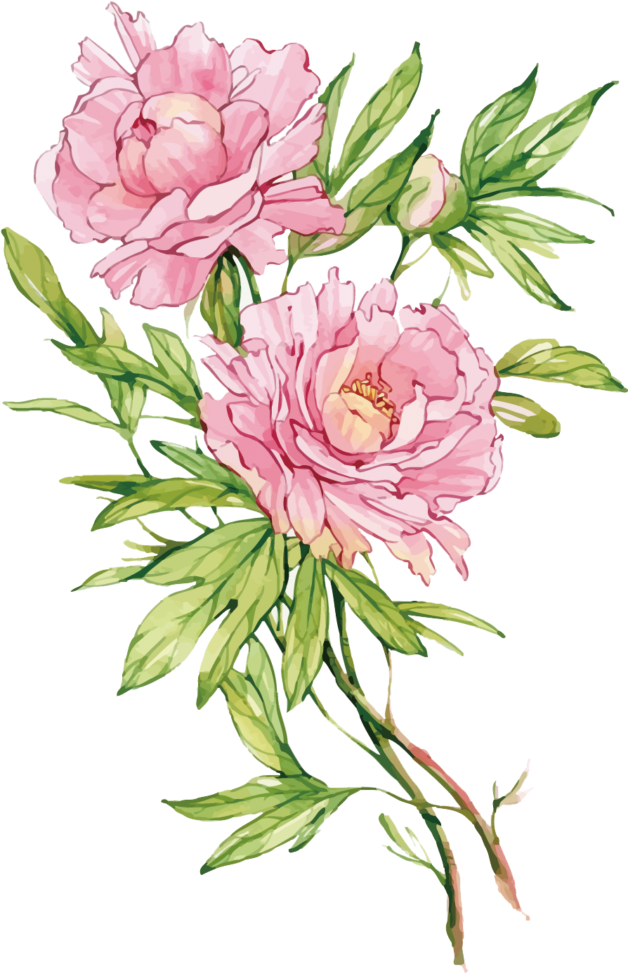 Moutan Peony Flower - Moutan Peony Flower (1062x1500)