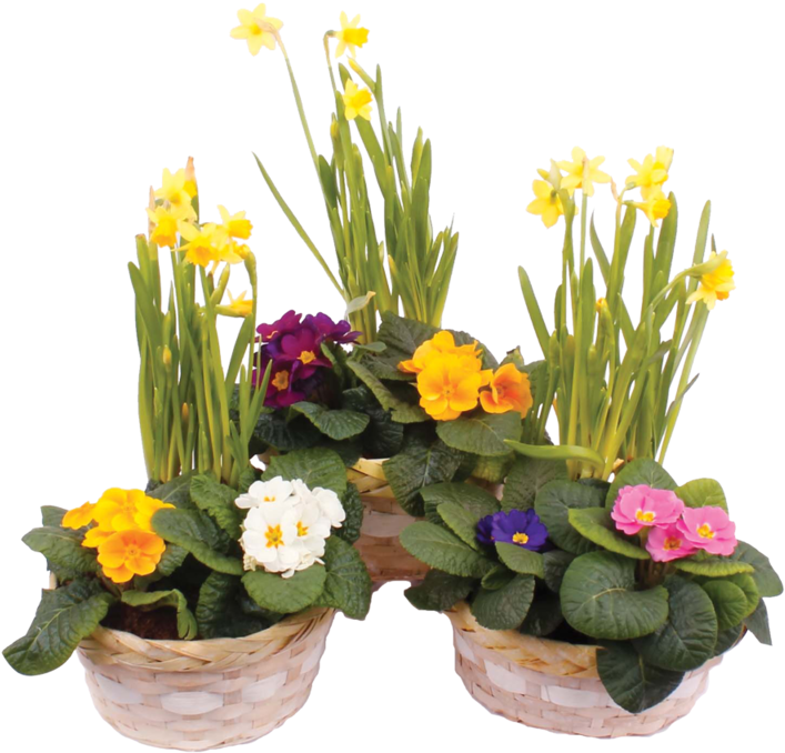 Ct Easter Basket - Narcissus (800x800)