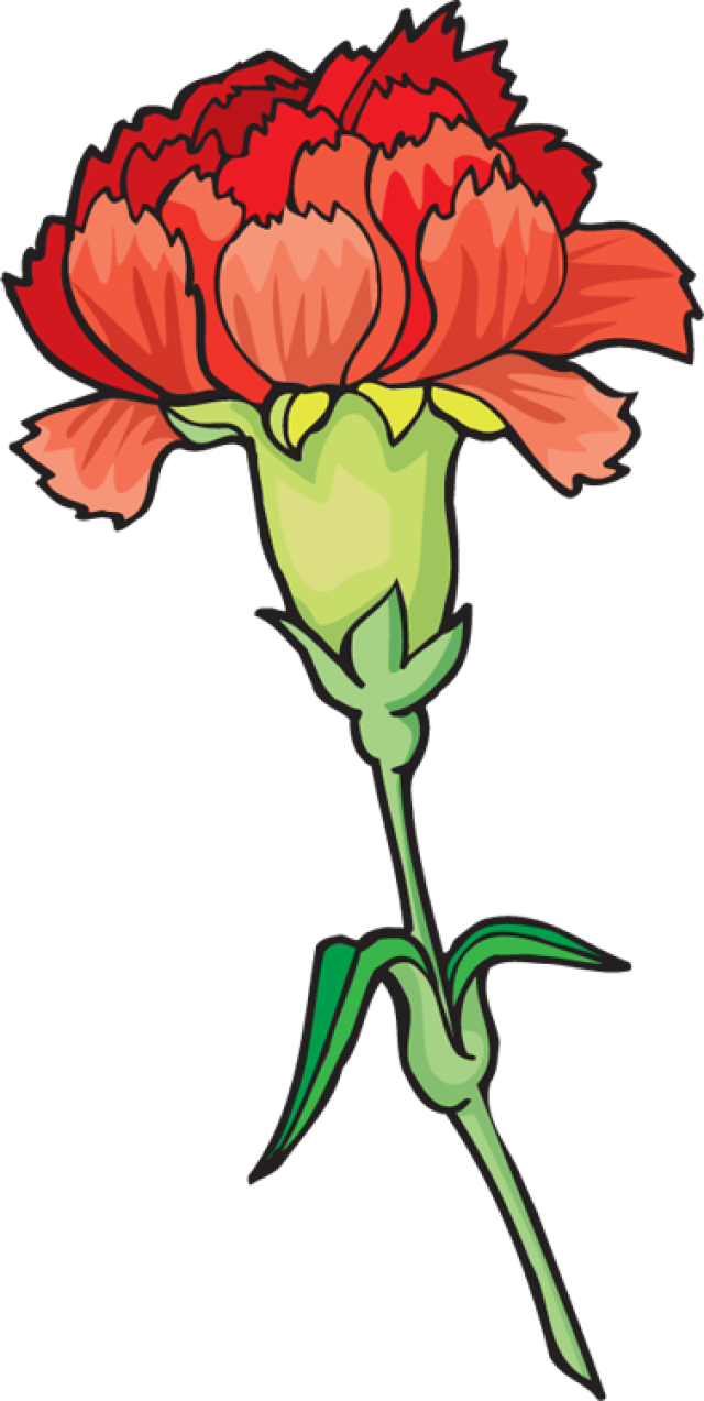 Carnation Flower Cliparts - Carnation Flower Clip Art (640x1273)