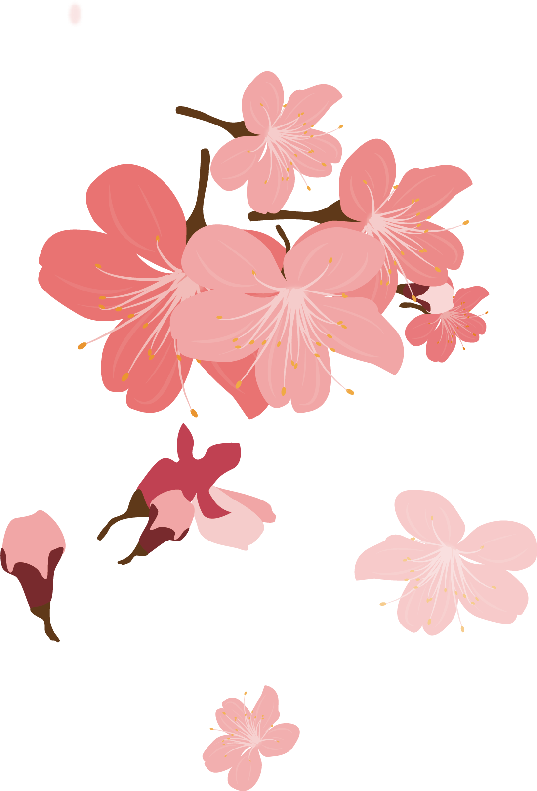 Cherry Blossom Petal Cerasus - Cherry Blossom Petal Cerasus (1279x1993)