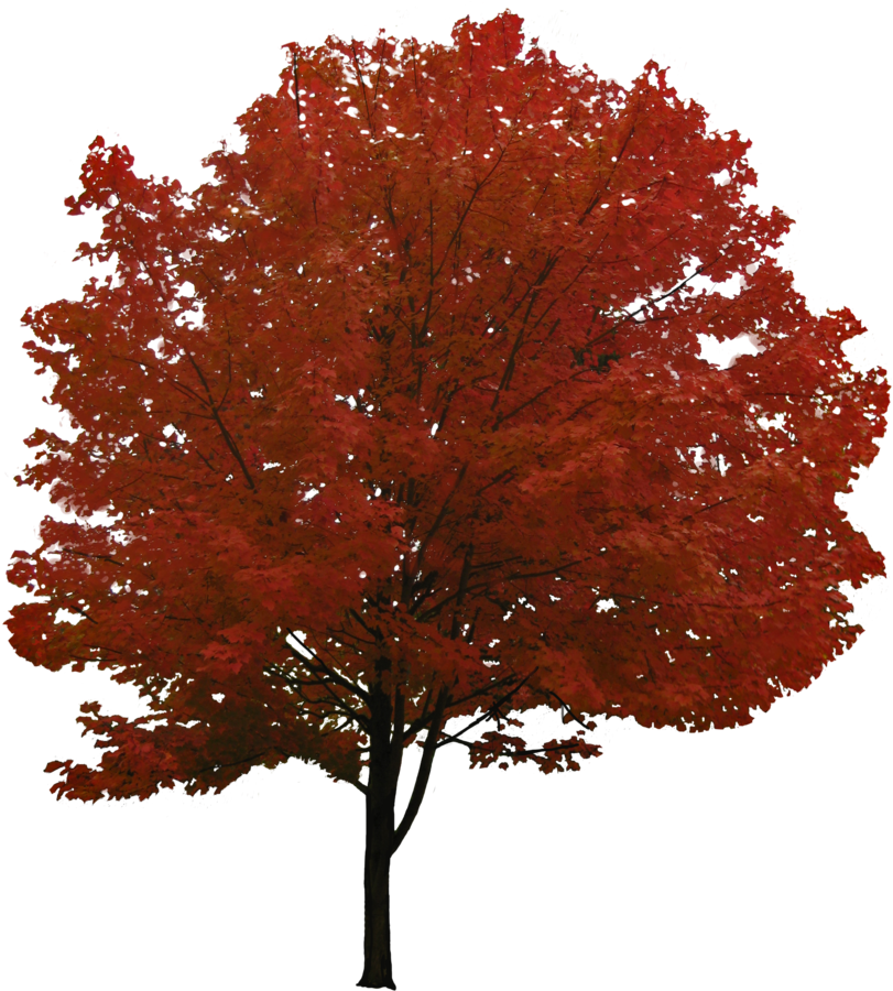 Japanese Cherry Blossom Flower Drawing Black And White - Red Tree Transparent (900x1077)