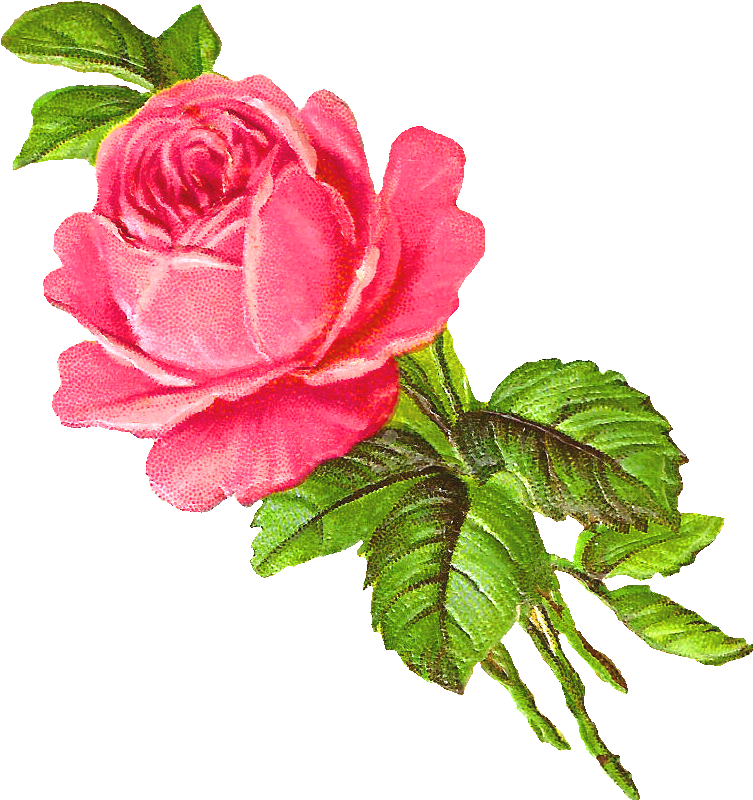 Clipart Of Rose Download - Rose Rose Illustration Png (859x945)