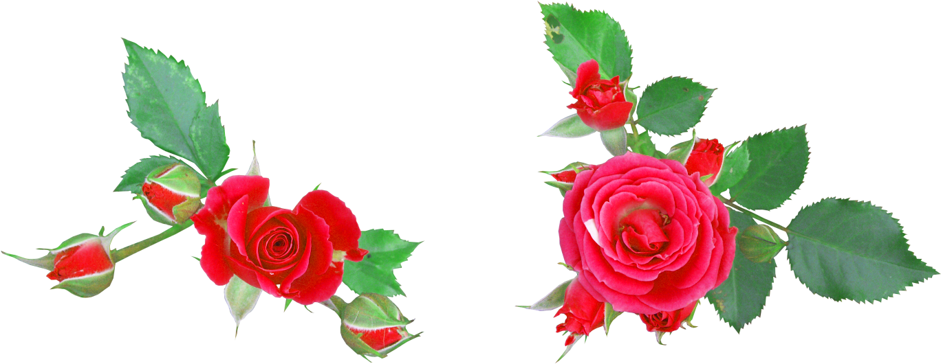 Garden Roses Flower Digital Image Clip Art - Garden Roses Flower Digital Image Clip Art (1629x791)