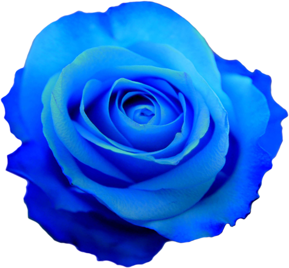 Transparent Flower Drawing Tumblr - Jpg And Png Roses (1040x1040)