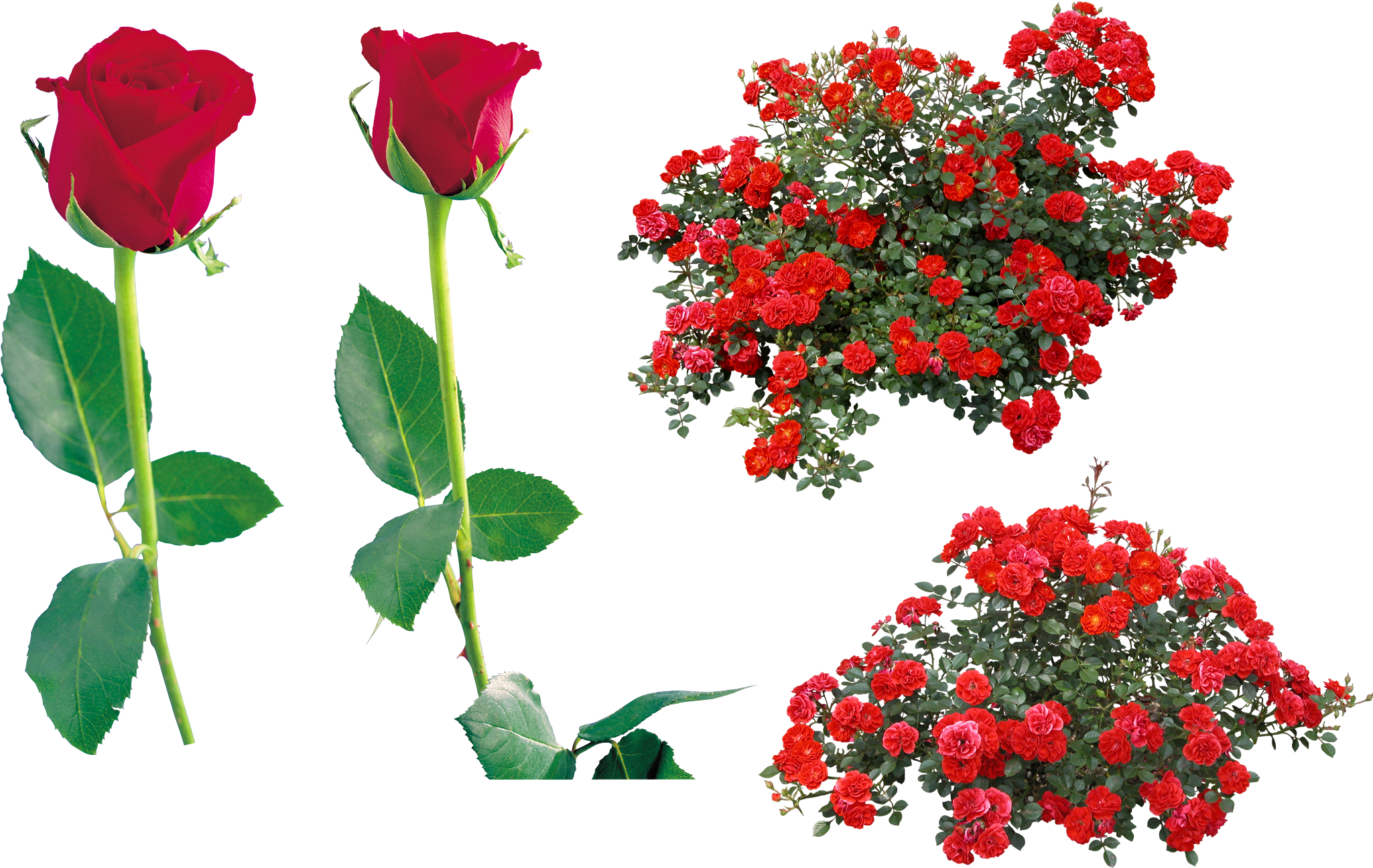 Rose Flower Clip Art - Rose Bush Png (2156x1404)