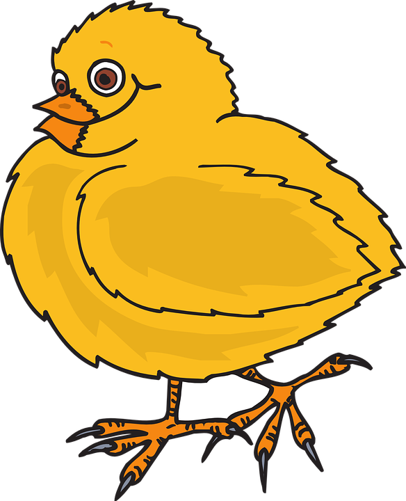 Quail Cliparts 14, Buy Clip Art - Con Gà Con Lông Vàng (584x720)