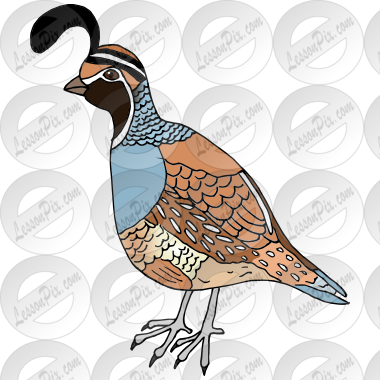 Quail Picture For Classroom / Therapy Use - Quail (380x380)