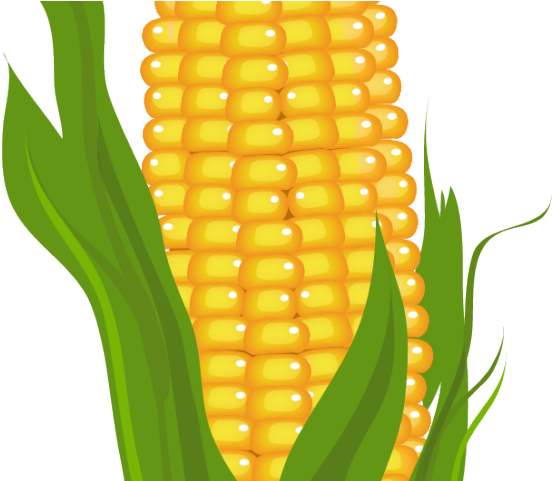 Ear Of Corn Clipart - Sweetcorn Clipart (640x480)