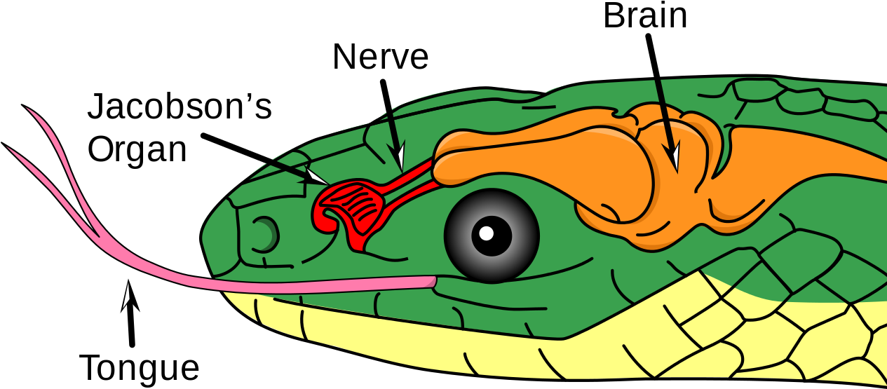 Color Illustration Of A Snake's Head, Showing Jacobson's - Jacobson Organ In Snakes (1280x661)