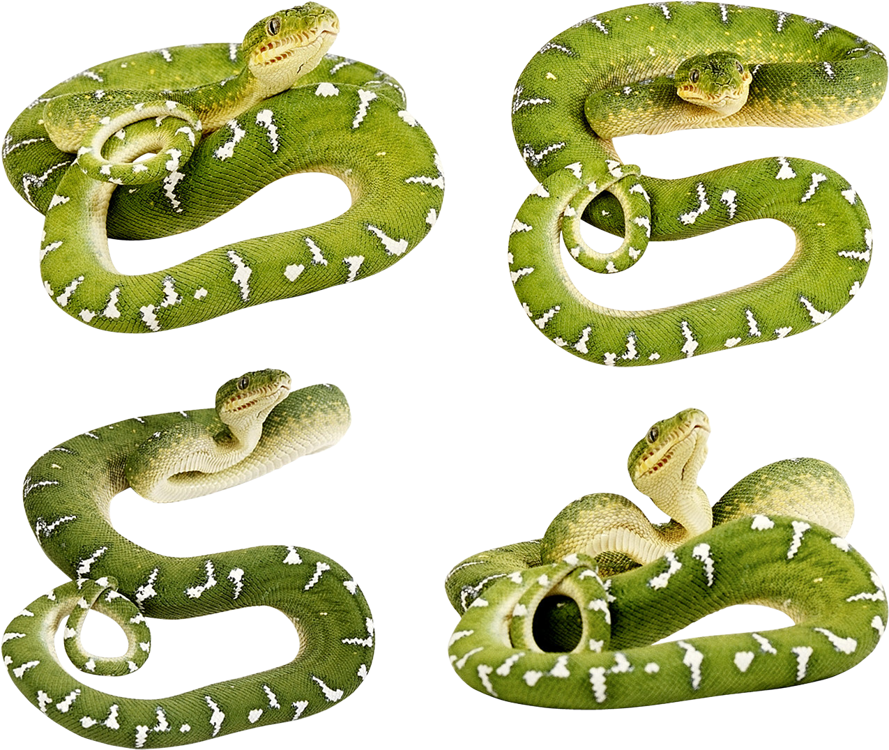Set Of Snakes - Green Snake Transparent Background (1433x1229)