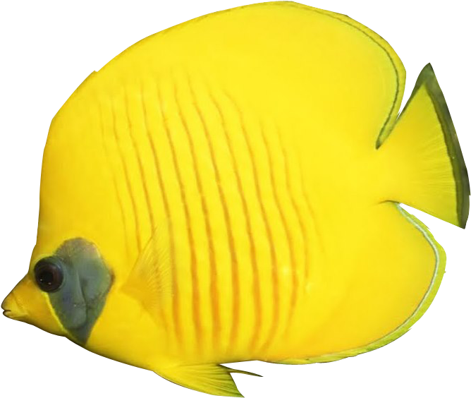 Realistic Tropical Fish Clipart - Butterfly Fish Clip Art (696x591)