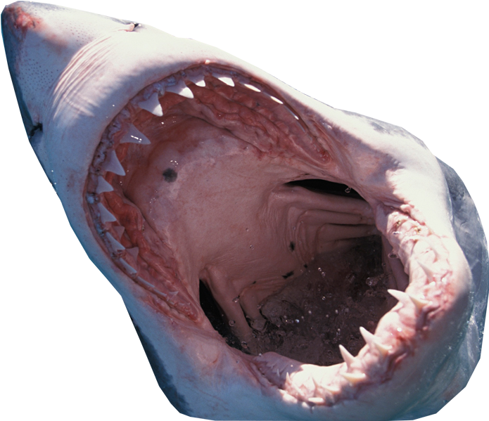 Shark Mouth Transparent Background - Shark Jumping Transparent (800x600)