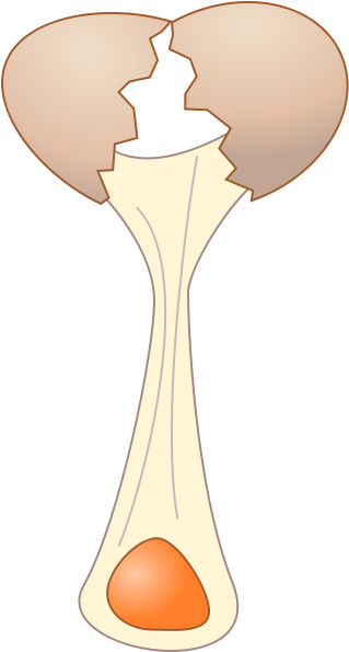 Broken Egg Png Images - Uovo Rotto (325x600)