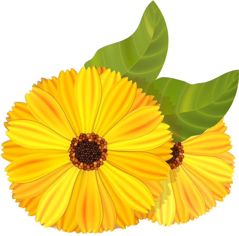 Mexican Marigold Flower Stock Illustration Calendula - Marigold (1000x921)