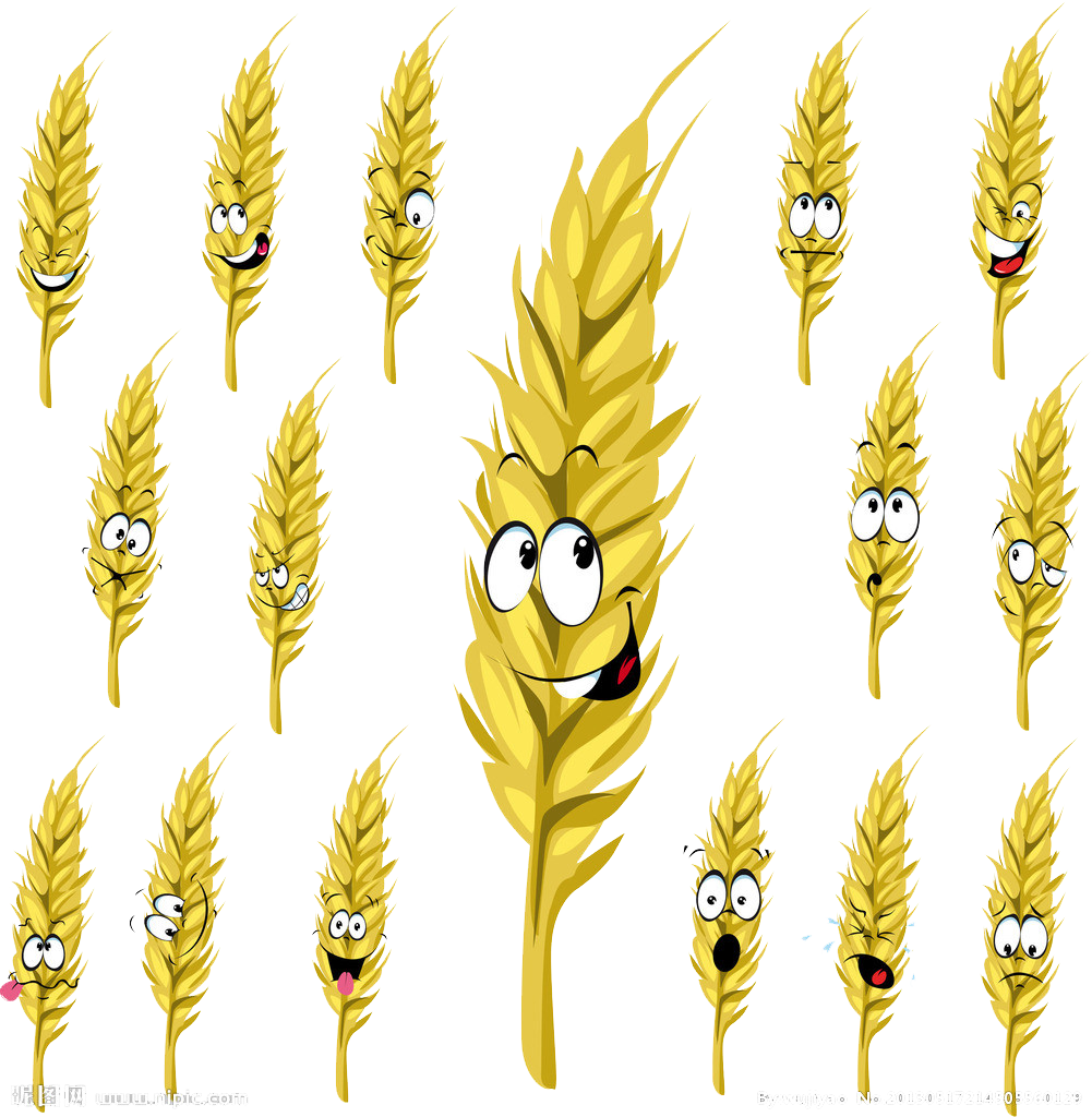 Wheat Cartoon Drawing Stock Illustration - Wheat Cartoon Drawing Stock Illustration (1001x1024)