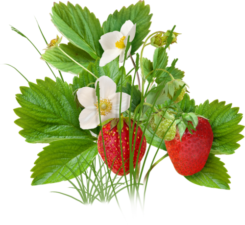 Clip Art - Strawberry Tree Png (500x459)
