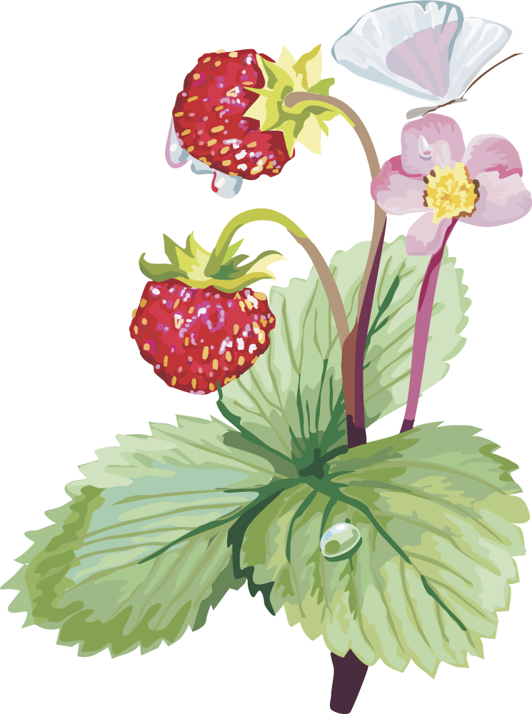 Musk Strawberry Clip Art - Земляника Клипарт (745x1000)