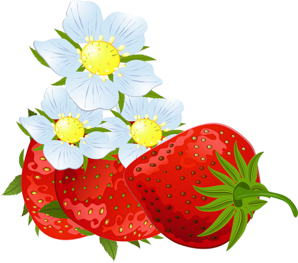 Photography Strawberry Clip Art - Photography Strawberry Clip Art (600x530)