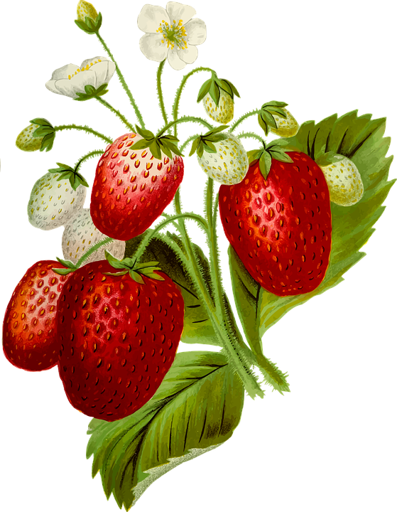 Cartoon Strawberries 28, Buy Clip Art - Clip Art Strawberry Plant (559x720)