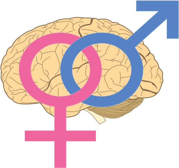 Lobes Of The Brain (612x600)