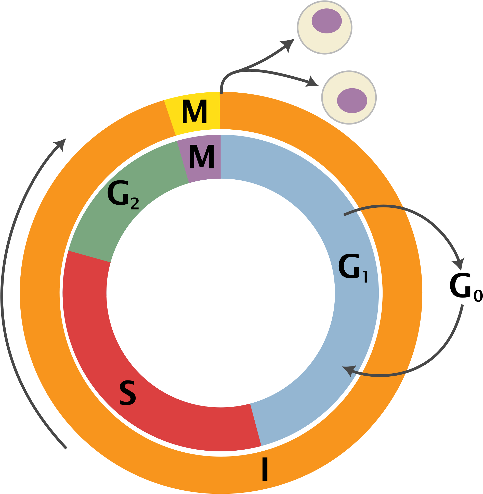 Cell Cycle Png (2000x2043)